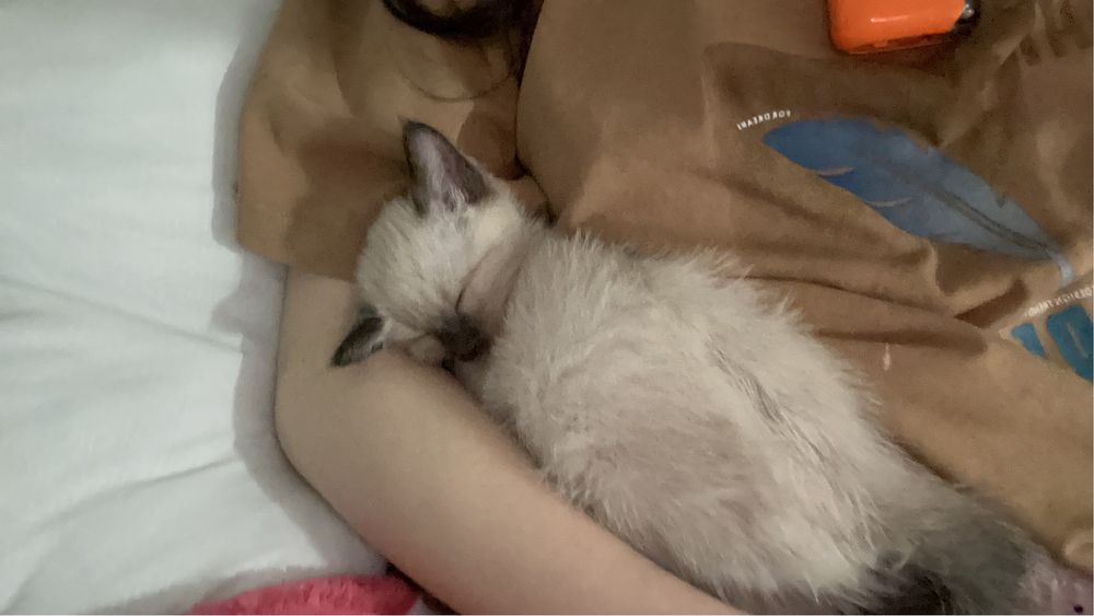 Продам кота мальчик  срочно