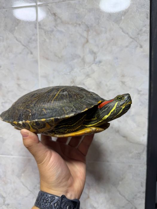Продаётся красноухая черепаха