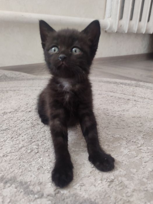 Котенок, мальчик