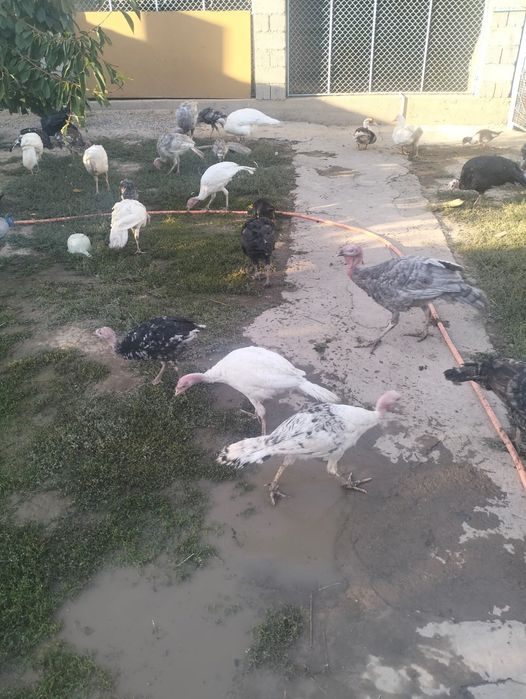 Ундик балапандары индющата
