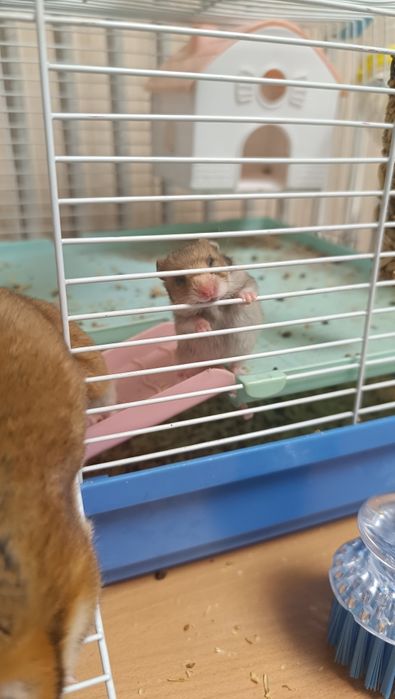 Хомячки (1 месяц)