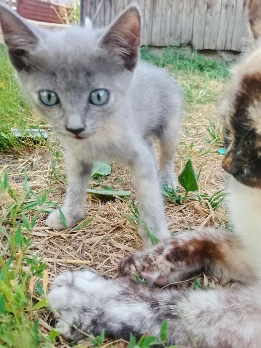 Отдам очень милых котят