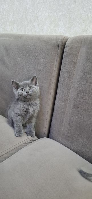 Британские котята