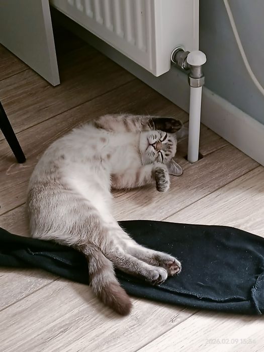 Отдам кошечку в хорошие руки