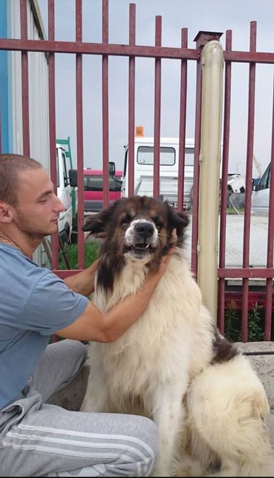 Разходки на домашни любимци,разходка на куче.