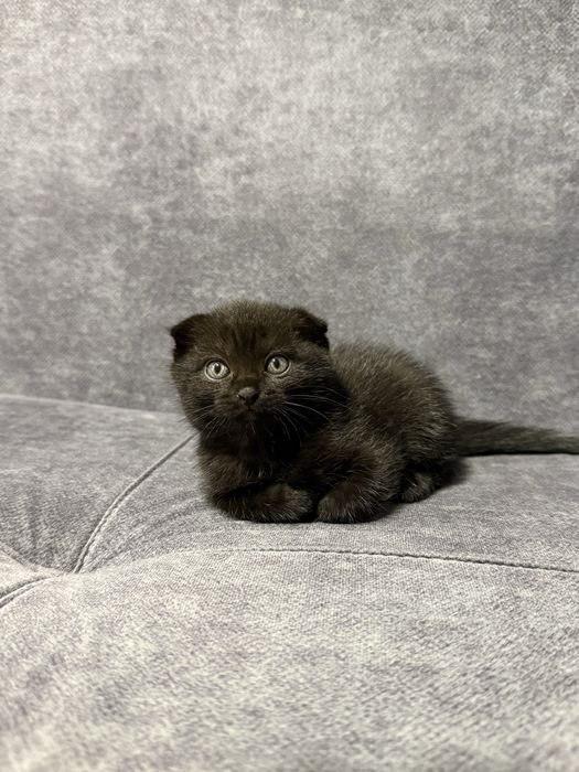 Вислоухие котята