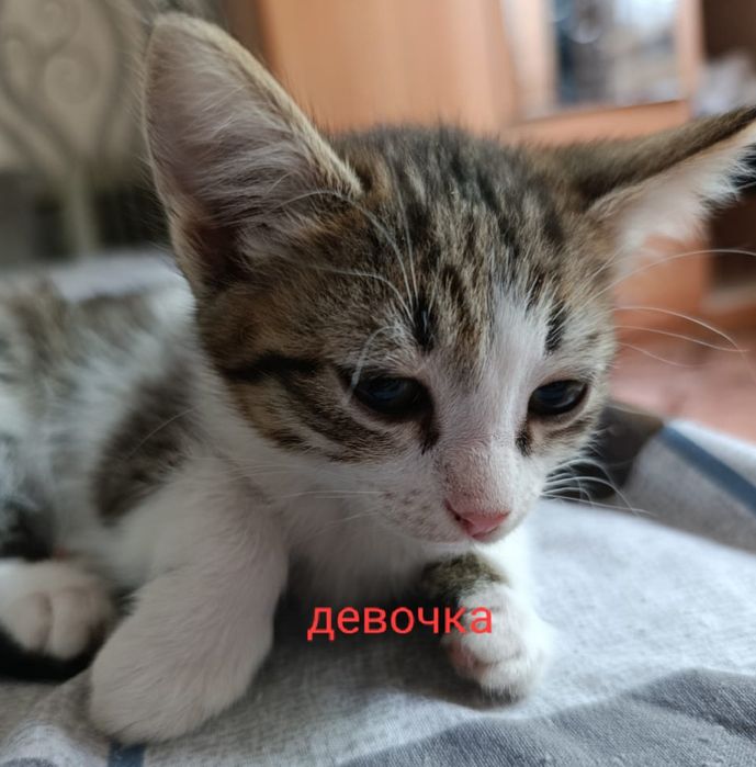 Отдам в добрые руки бесплатно