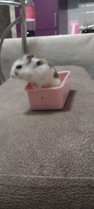 Продам хомяков , джунгарские