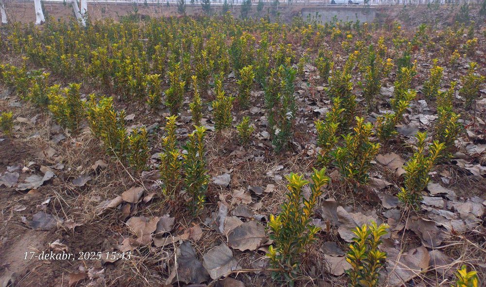 Shamshot. Beeline. Gold. Arra barg. Qush tili