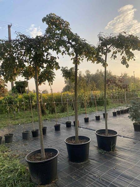 Вяз обычный , вяз пенбула