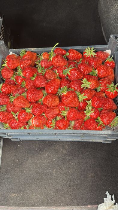 Продам клубнику сорт Клэри.