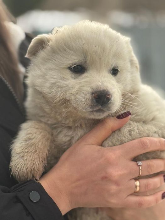 Щенки для охраны