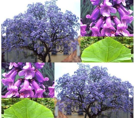 Paulownia Tomentosa
