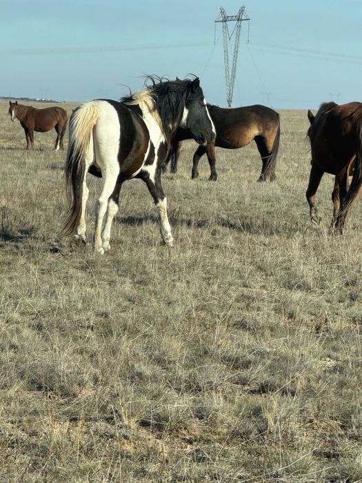 Продается жеребец/айгыр