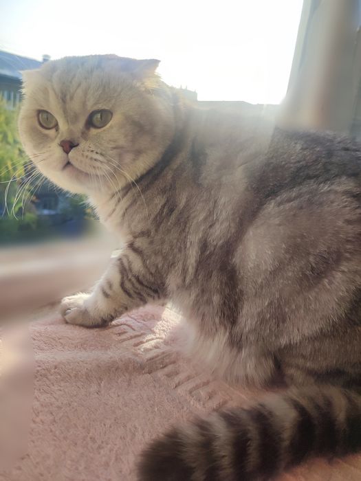 Вязка. Шотландский вислоухий кот.