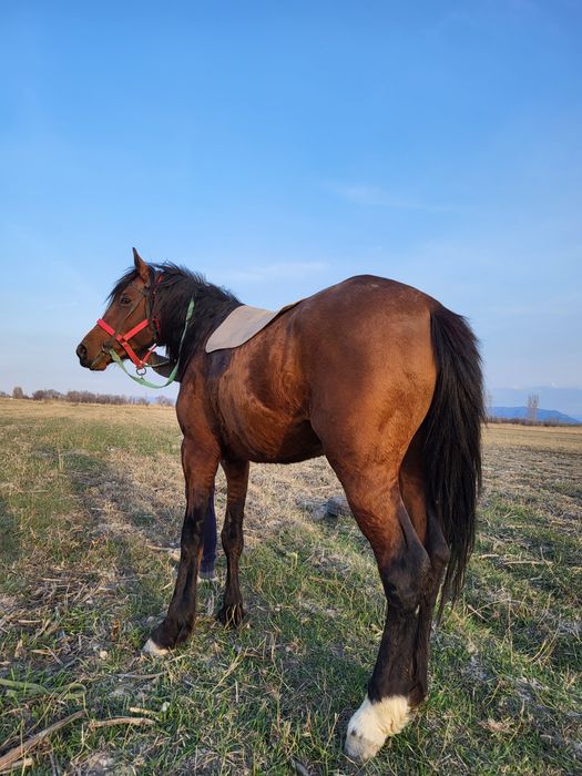 Жылкы сатылады бесты