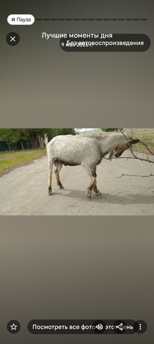 Альпи теке сатылады
