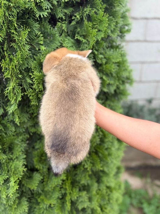 Корги щенята породистые