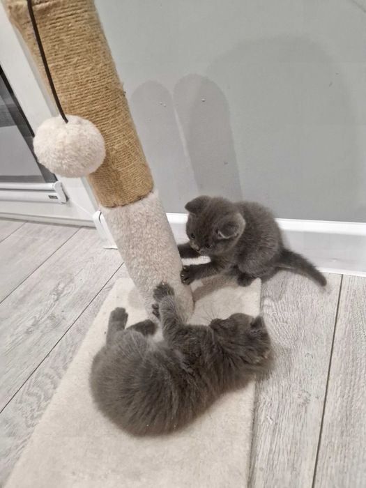 Британски котенца