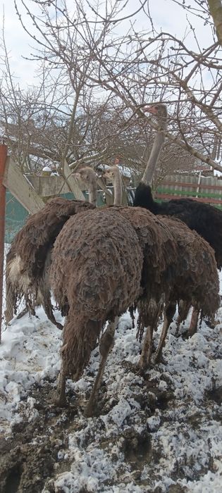 Struti Africani patu ani.
