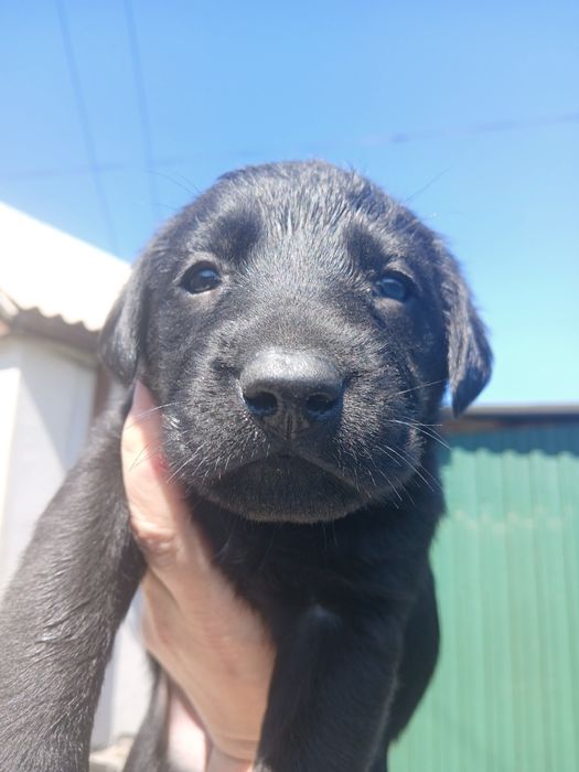 Продам лабрадорчиков