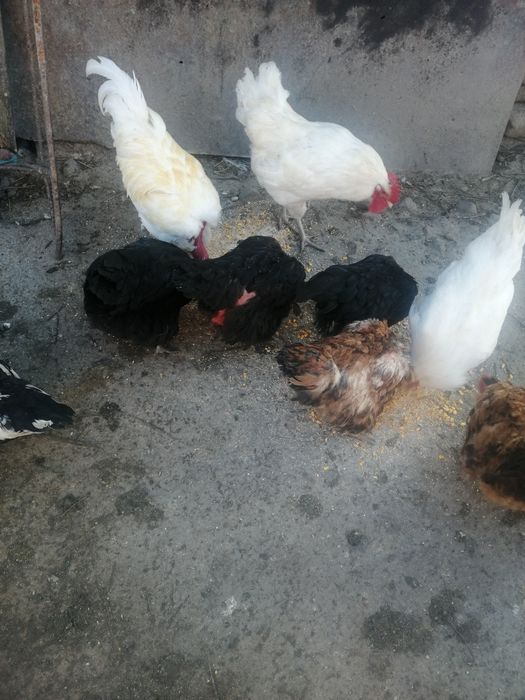 Oua proaspete de vanzare