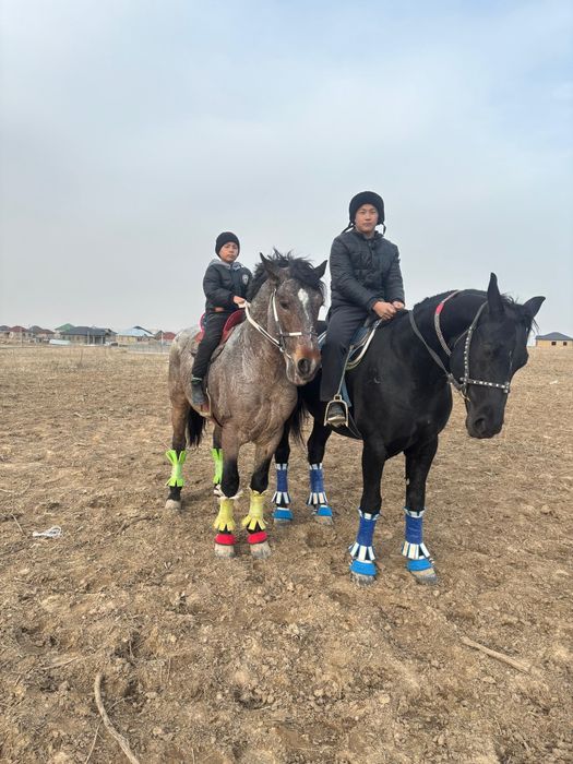 Ат сатылады 4жасар