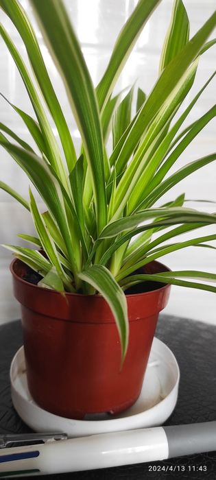 Хлорофитум укоренённые отростки