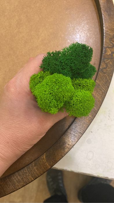 продам стабилизированный мох