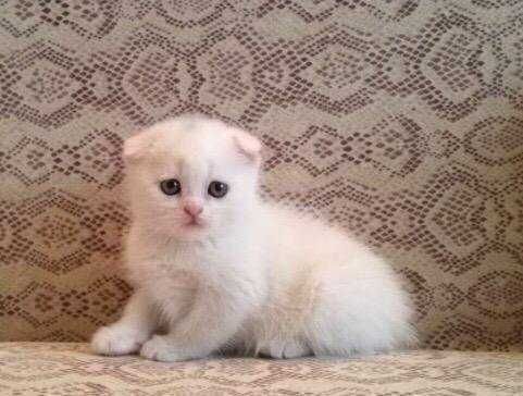 Скотиш фолд вислоухий skottish narxi taqalgan