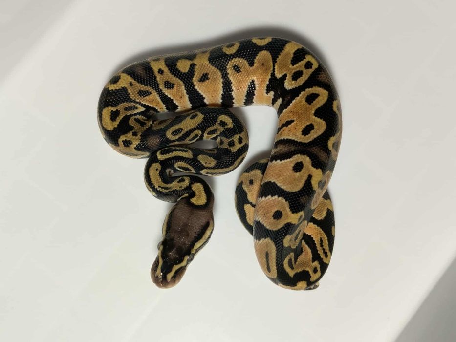 Кралски Питони - Различни разцветки