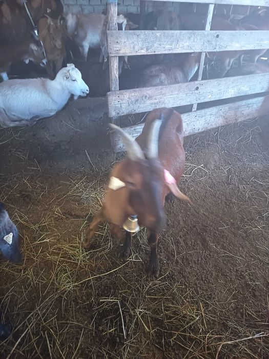Capra fătată recent