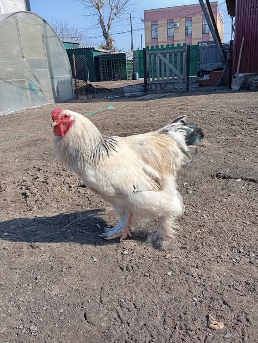 Продается петух брамо светлый