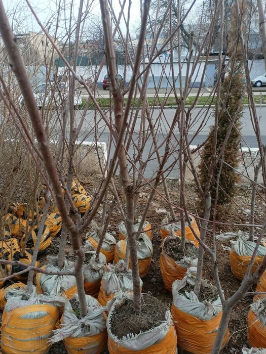 Nihol kesish,qurish,qirqish