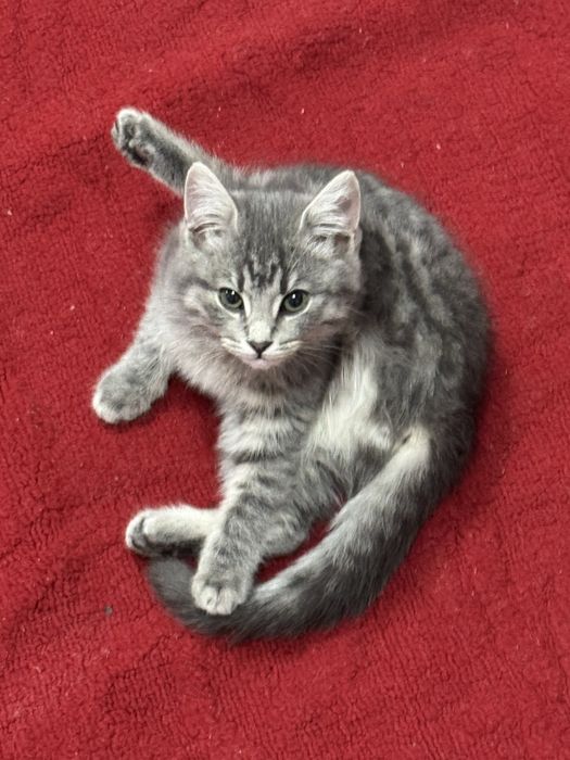 Британский котята