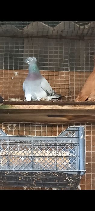 Продам самца . .