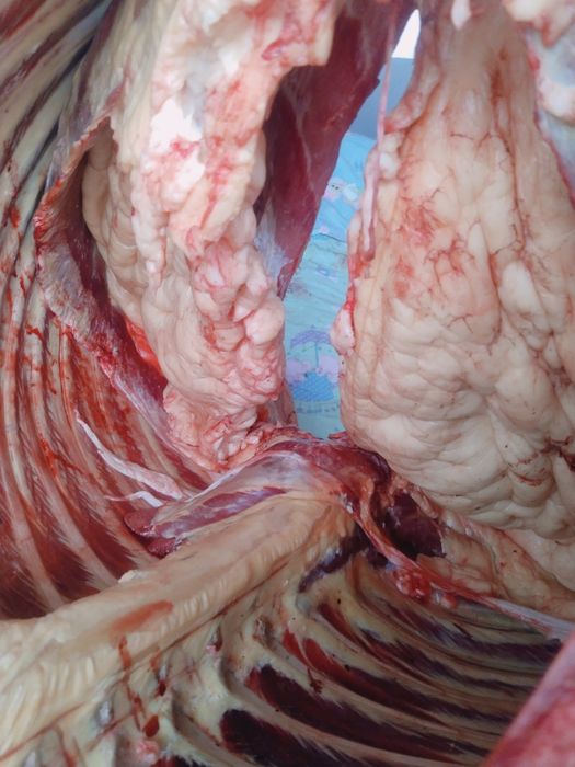 Продаю Согым Жылкы