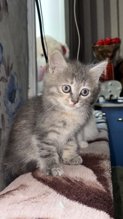 Отдам котят в добрые руки