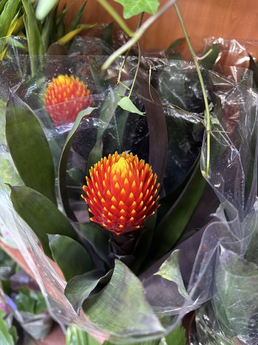 Дешевые цветы к 8 Марта