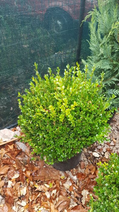 Vindem Buxus globular și con