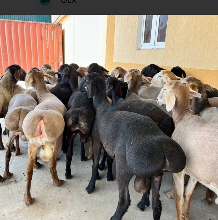 Qassop xizzmati toshken saxar boylab 150