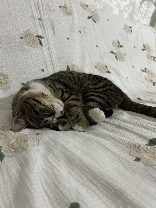 Отдам кота в добрые руки