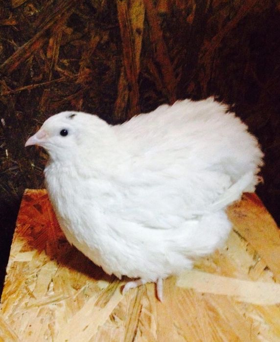 Инкубационное яйцо перепелов