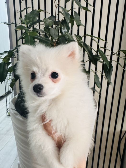 Шпиц девочка 3,5 месяца