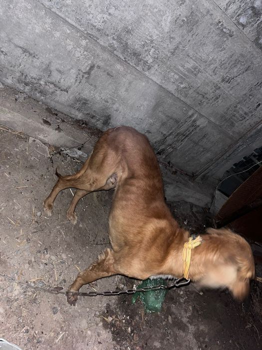 Тазы сатылады Арлан