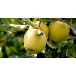 10 pomi fructiferi 160 lei.Cisesi.Piersic.Prun.Mar.Catina.Mur.Aronia.