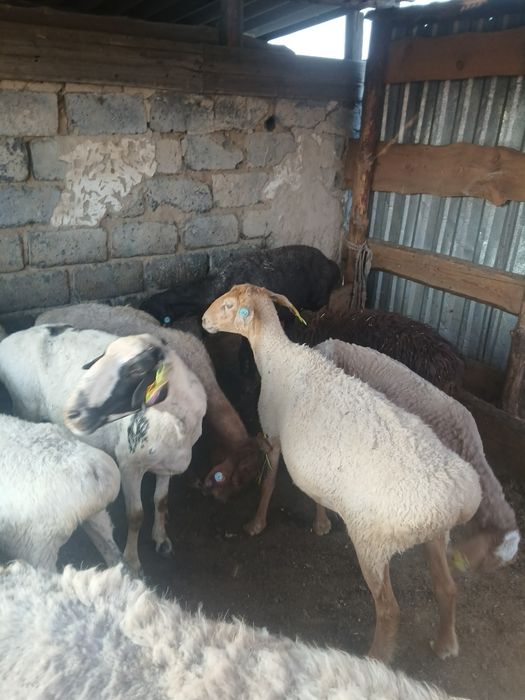 Продам Баран срочно