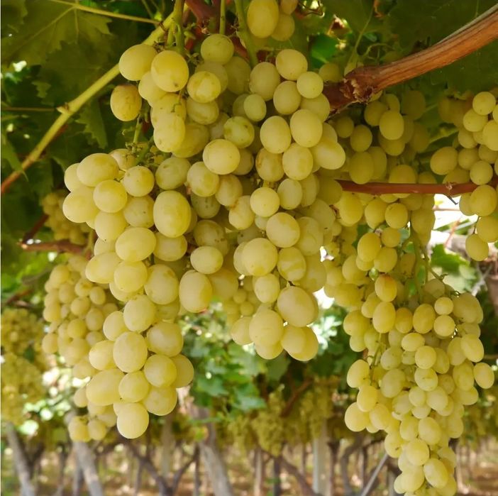 Vita De Vie Nobila Altoita