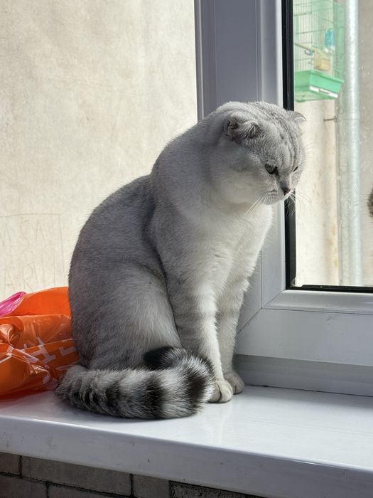 Прадаёться срочна коть