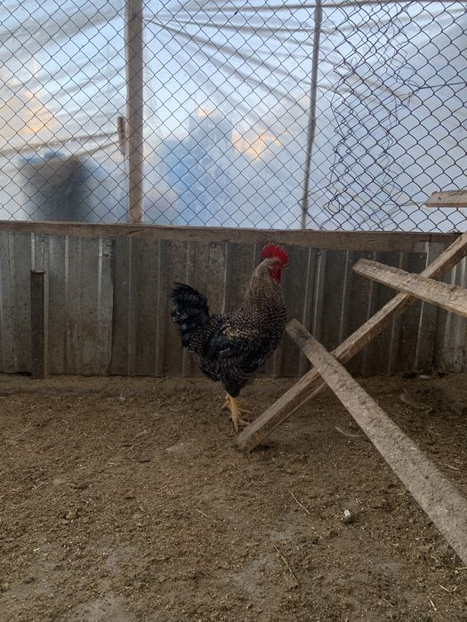 Продается Петушки Пародистые